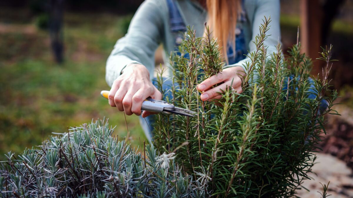 J'ai essayé la méthode « hacher et déposer » dans mon jardin de printemps – et cela me fait gagner beaucoup de temps image-35979