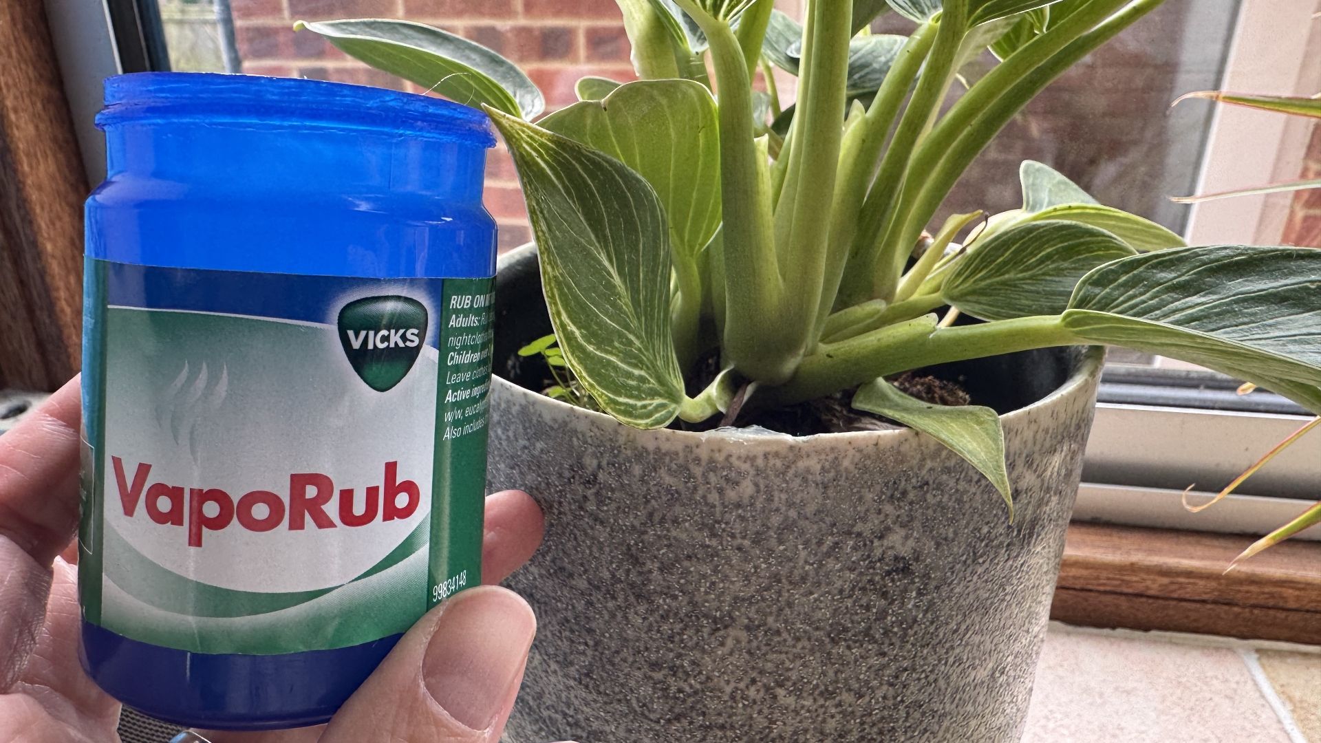 Je viens de découvrir cette étrange astuce qui éloignera les parasites de vos plantes – et qui utilise un médicament contre le rhume populaire. image-35993