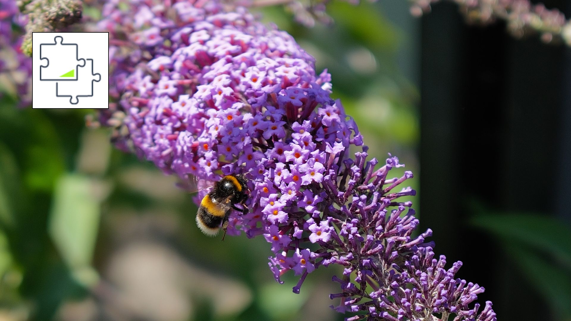 Une photo d'une abeille sur un lilas en fleurs