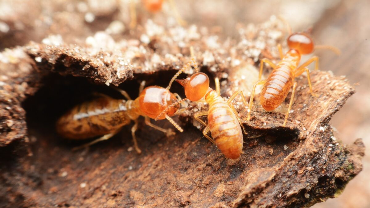 Que faire si vous trouvez des termites dans votre jardin : 5 solutions DIY image-36011