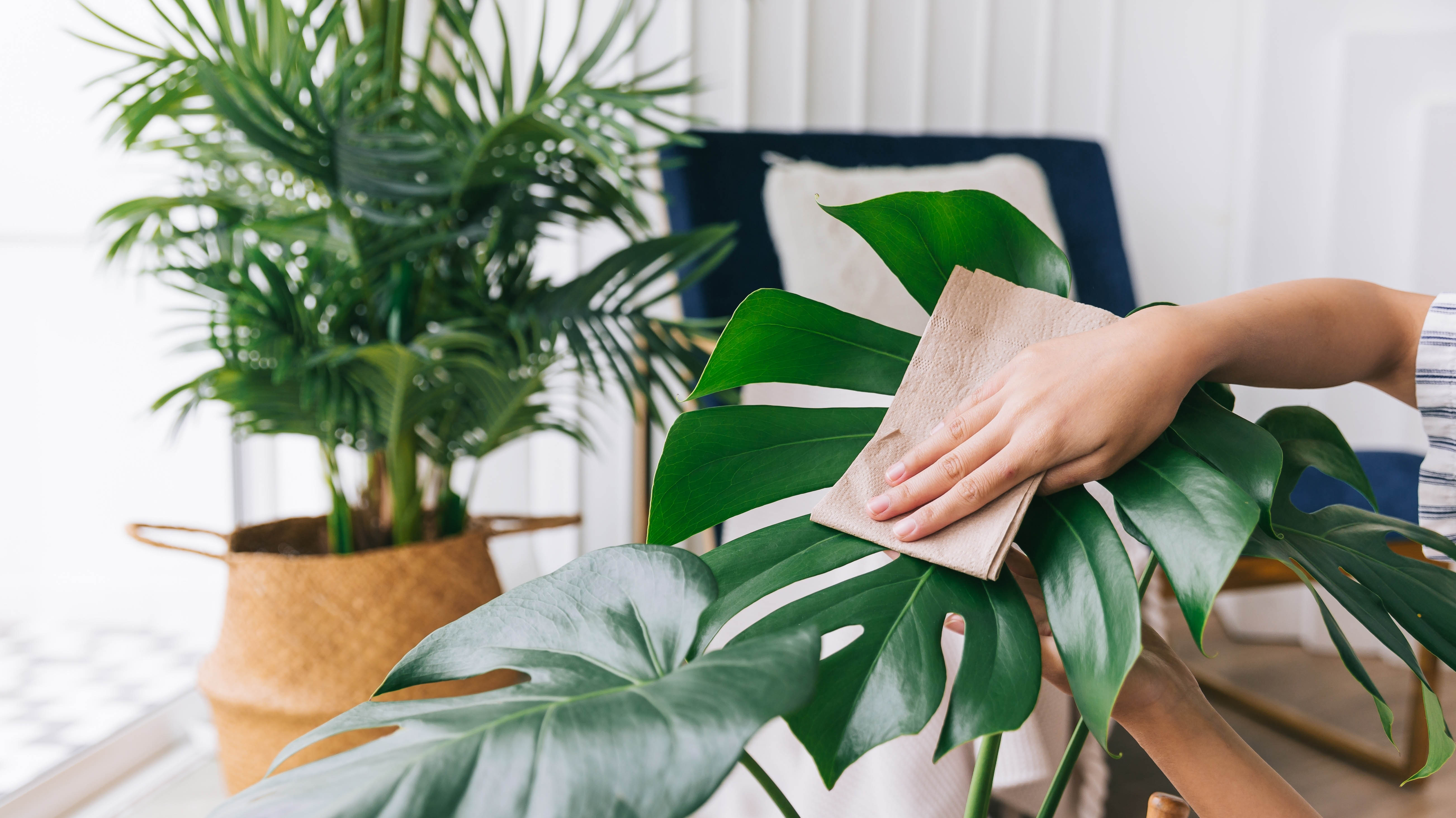 Épousseter les feuilles d'une fausse plante