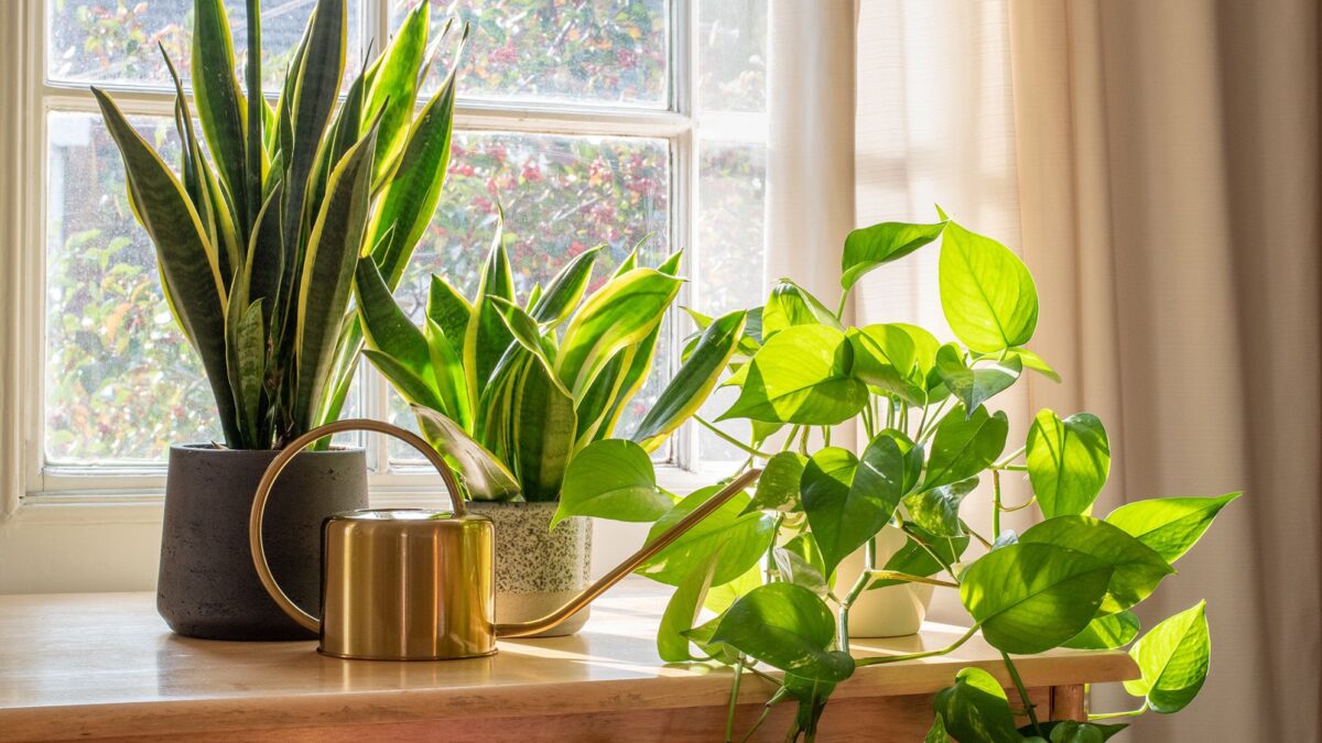 Vos plantes d'intérieur ont besoin de soins différents au printemps — 5 ajustements à faire maintenant image-36137