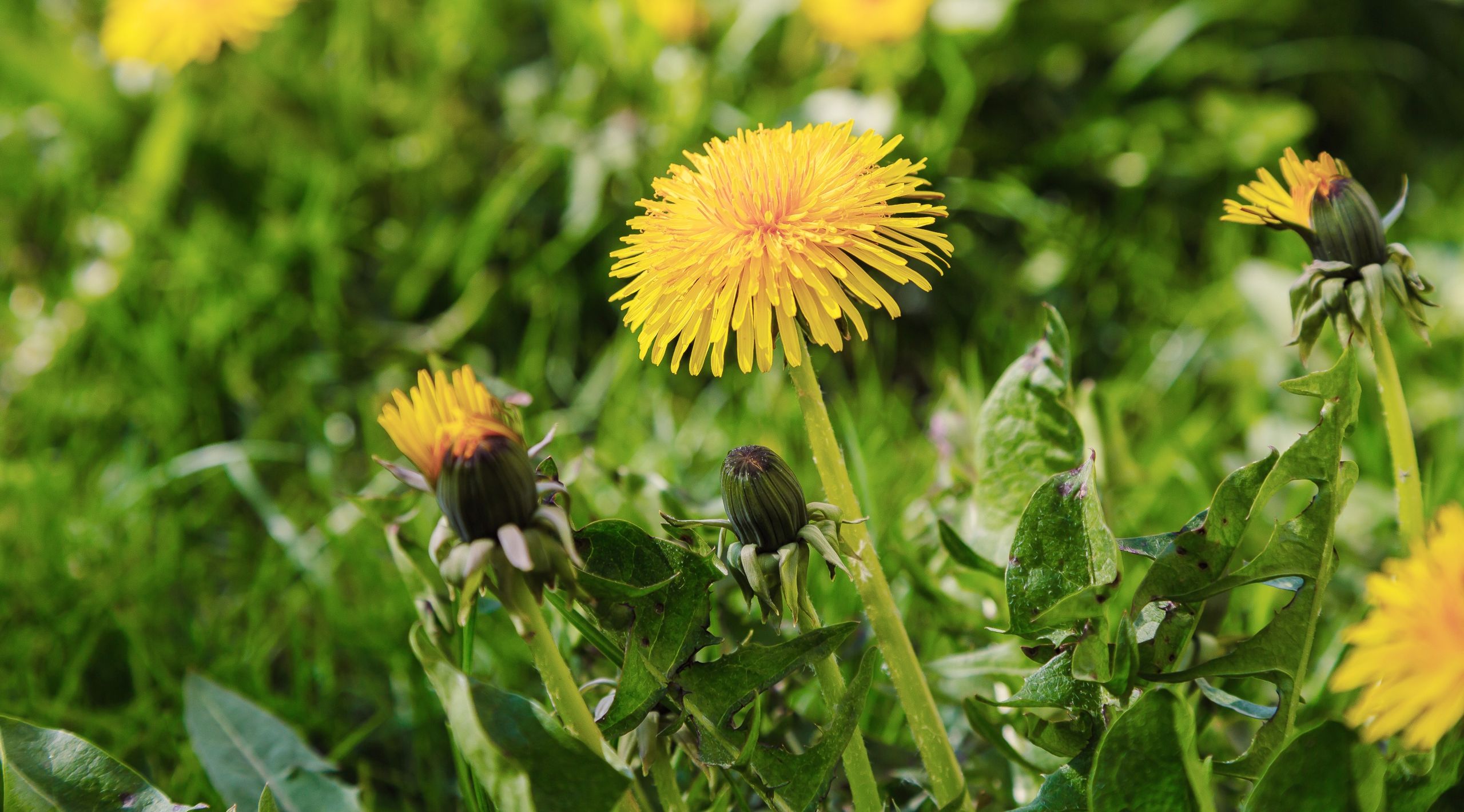 Pas de produits chimiques : 3 façons naturelles d'éliminer les pissenlits pour une pelouse sans mauvaises herbes image-36179