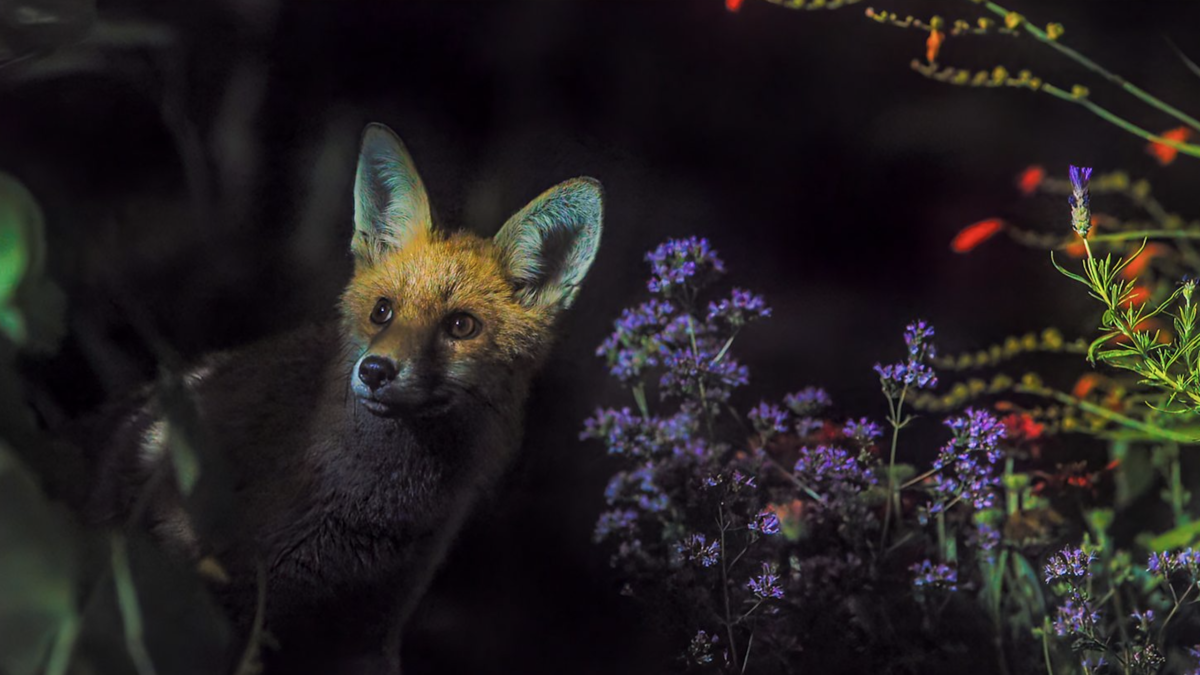 Comment regarder « Secret Garden » en ligne – diffusez la série sur la nature de Sir David Attenborough depuis n'importe où image-35934