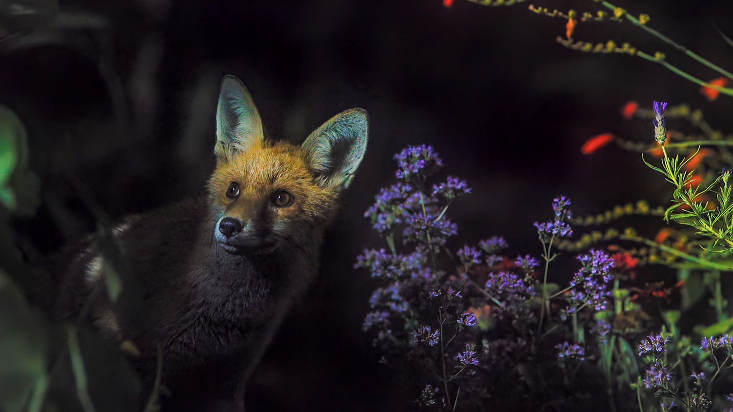 Comment regarder « Secret Garden » en ligne – diffusez la série sur la nature de Sir David Attenborough depuis n'importe où image-35934