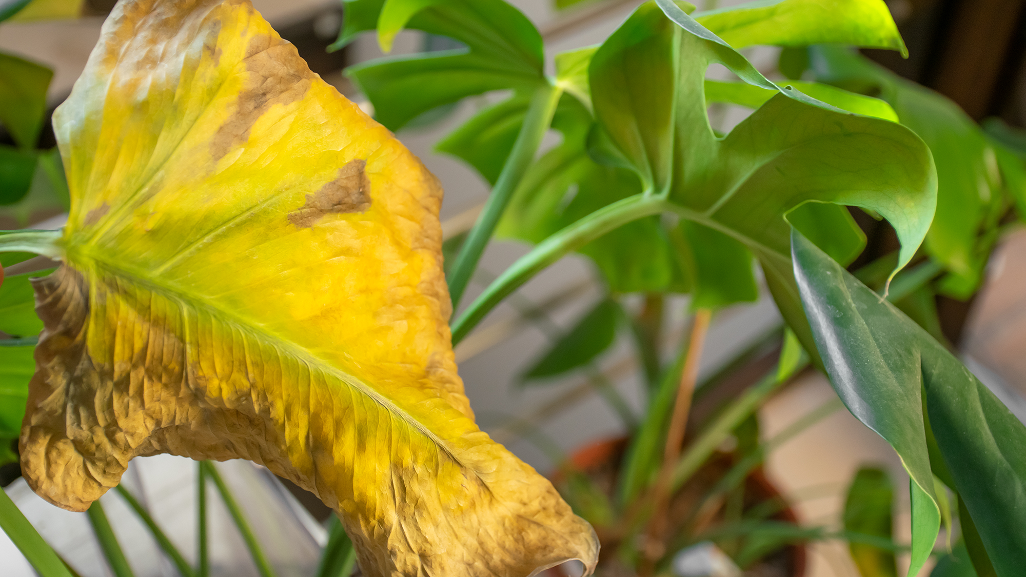 Plante d'intérieur monstera trop arrosée