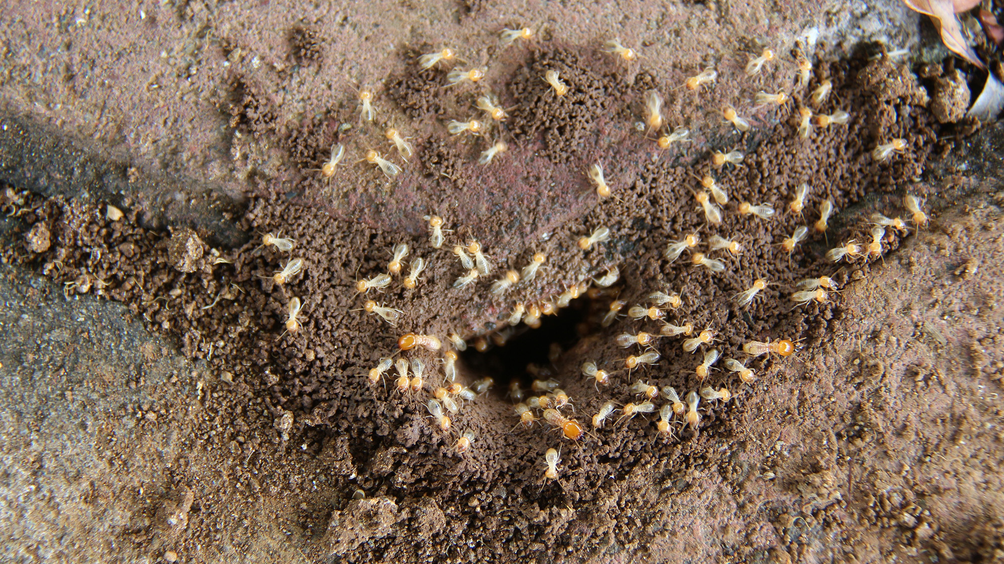 Nid de termites