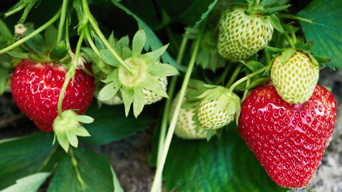 Comment faire pousser des fraises sans fin gratuitement en utilisant des restes d'épicerie – c'est une astuce intelligente pour économiser image-36393
