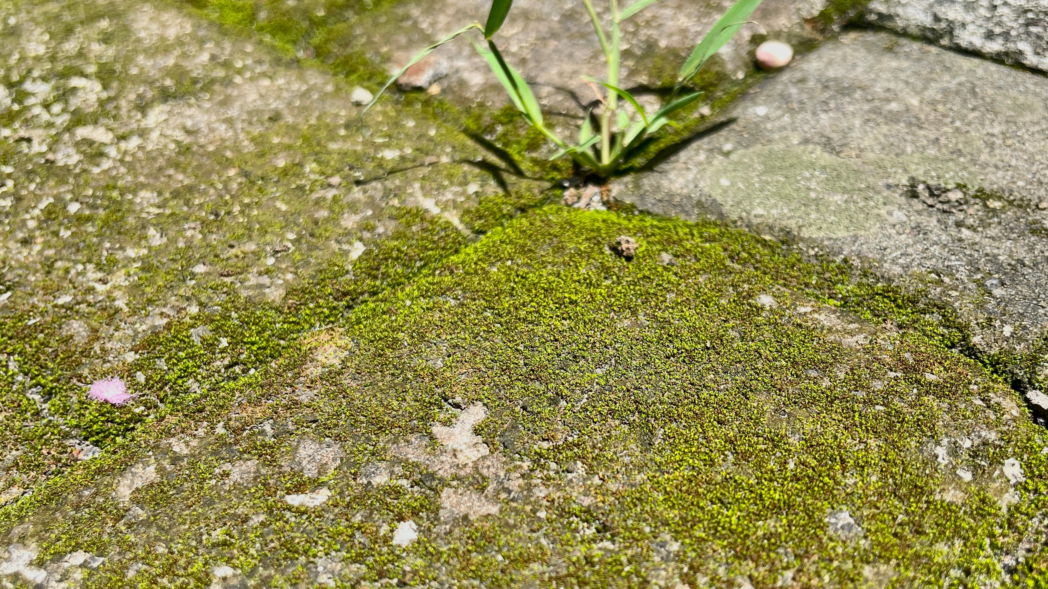 Algues sur les dalles de terrasse