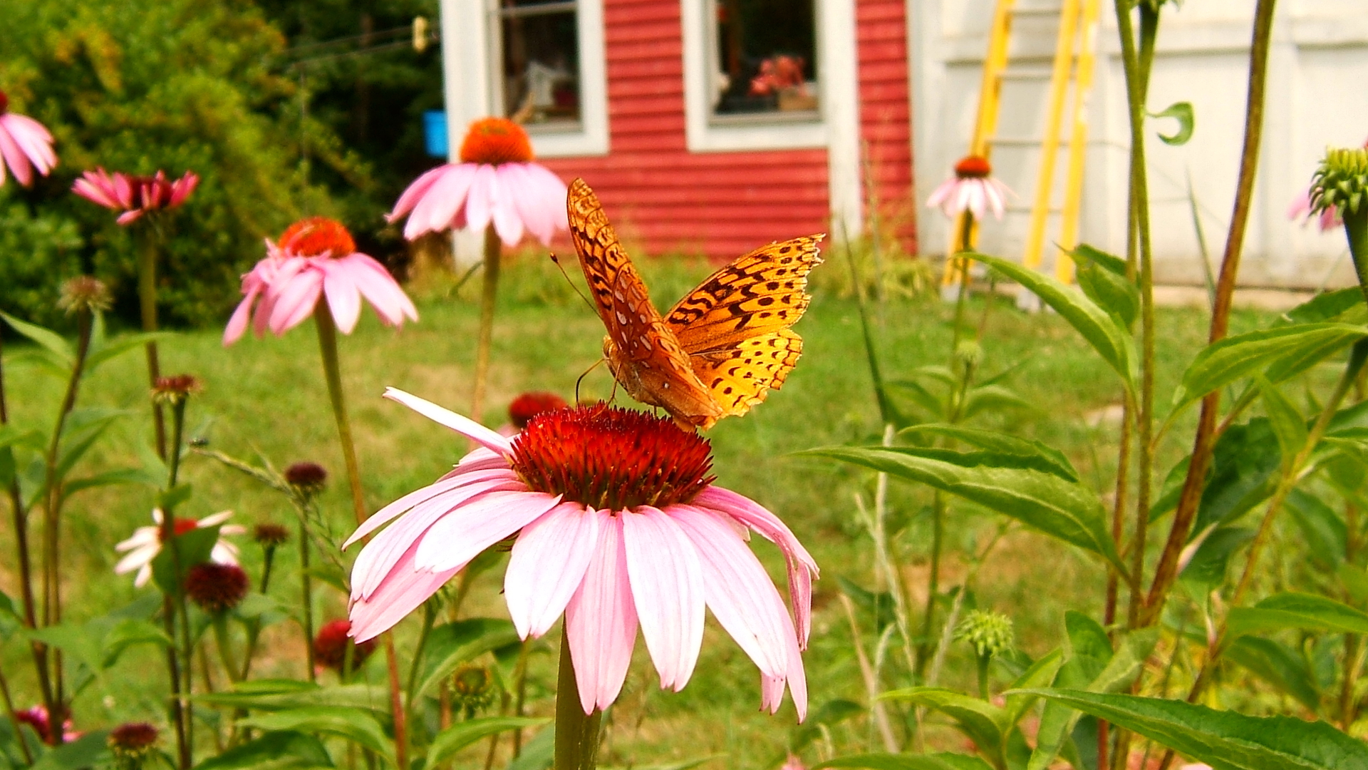 Un papillon sur des fleurs dans un jardin