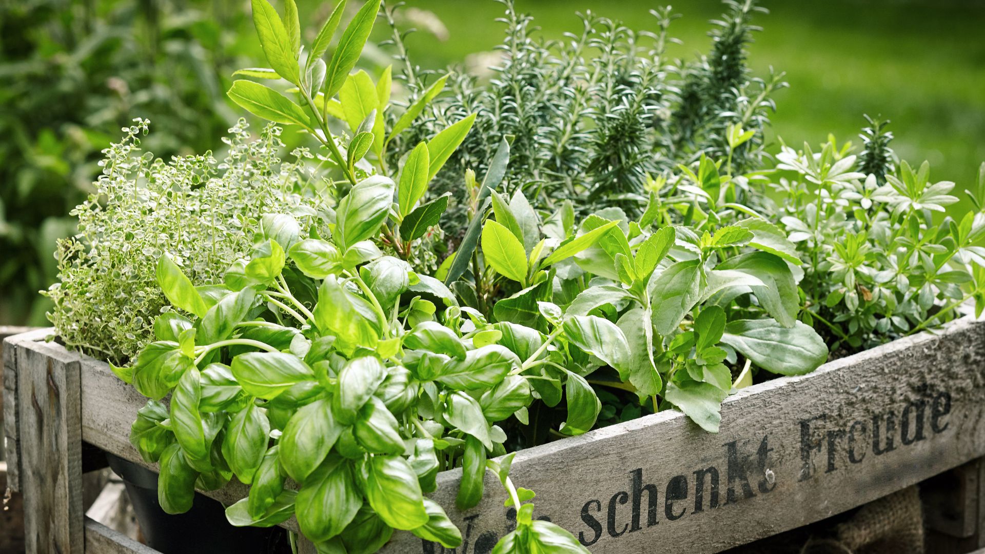 Comment faire pousser un jardin d'herbes aromatiques