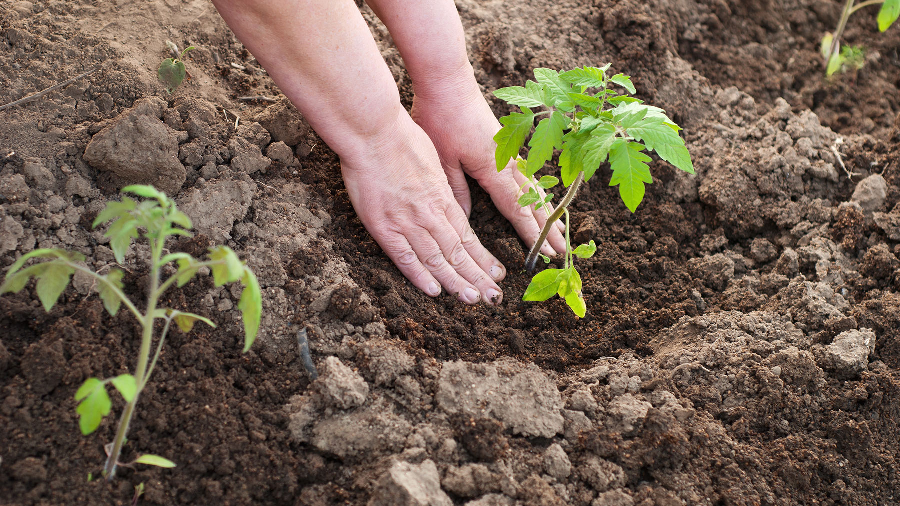 Planter des plants de tomates en pleine terre