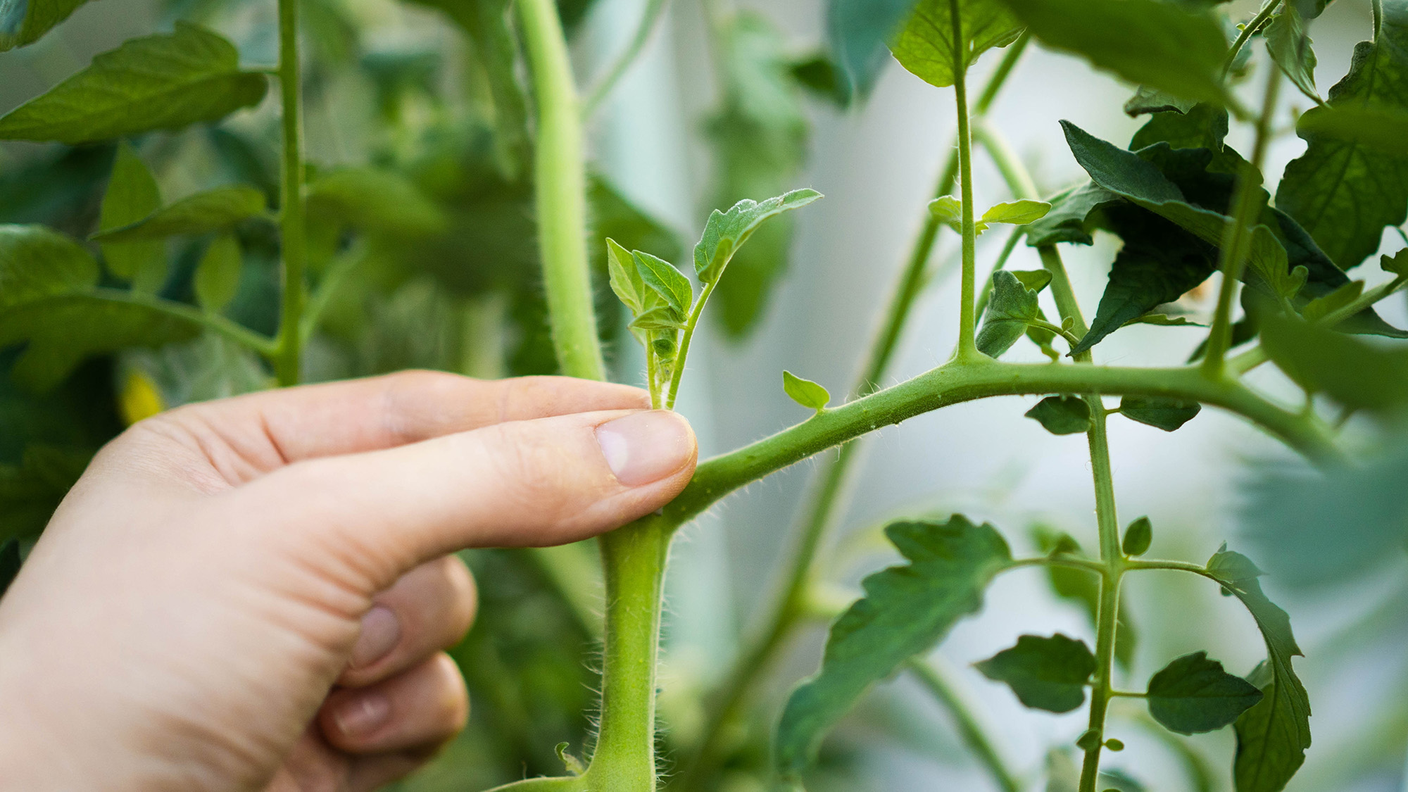Pincer un plant de tomate