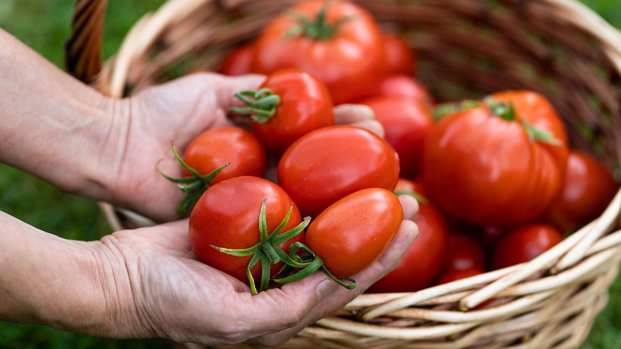 Cultivez vos tomates à la manière méditerranéenne : les meilleurs conseils d'un agriculteur italien image-36550
