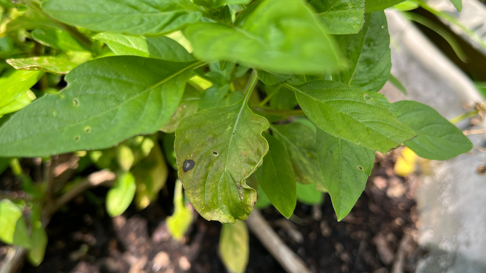 Basilic infecté par le fusarium