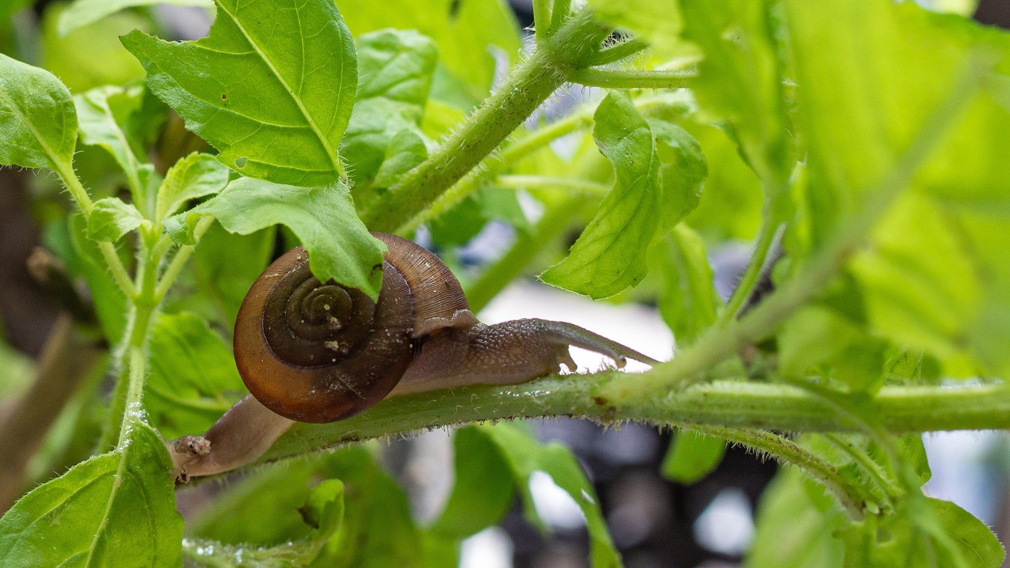 Escargot sur feuilles de basilic