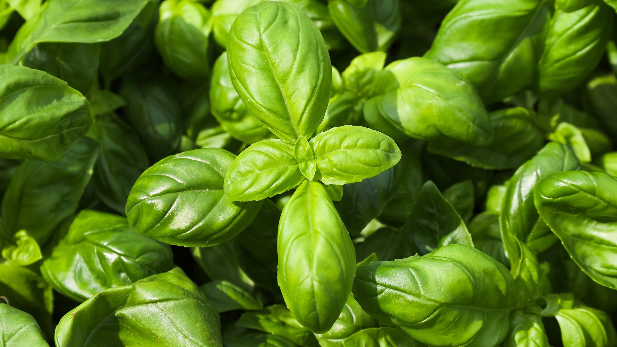 Votre plant de basilic flétrit ? 5 causes et solutions rapides pour le relancer image-36573