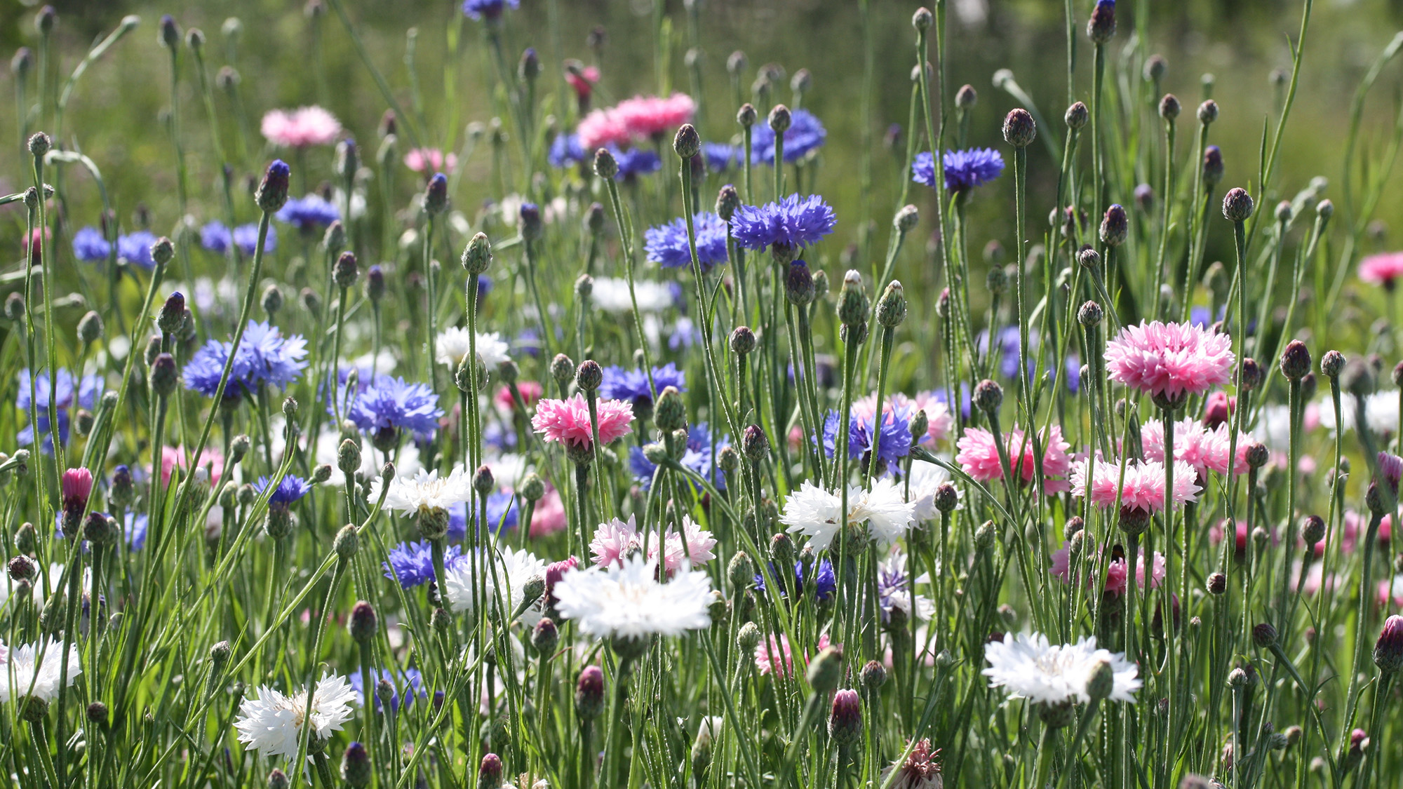 Bleuets