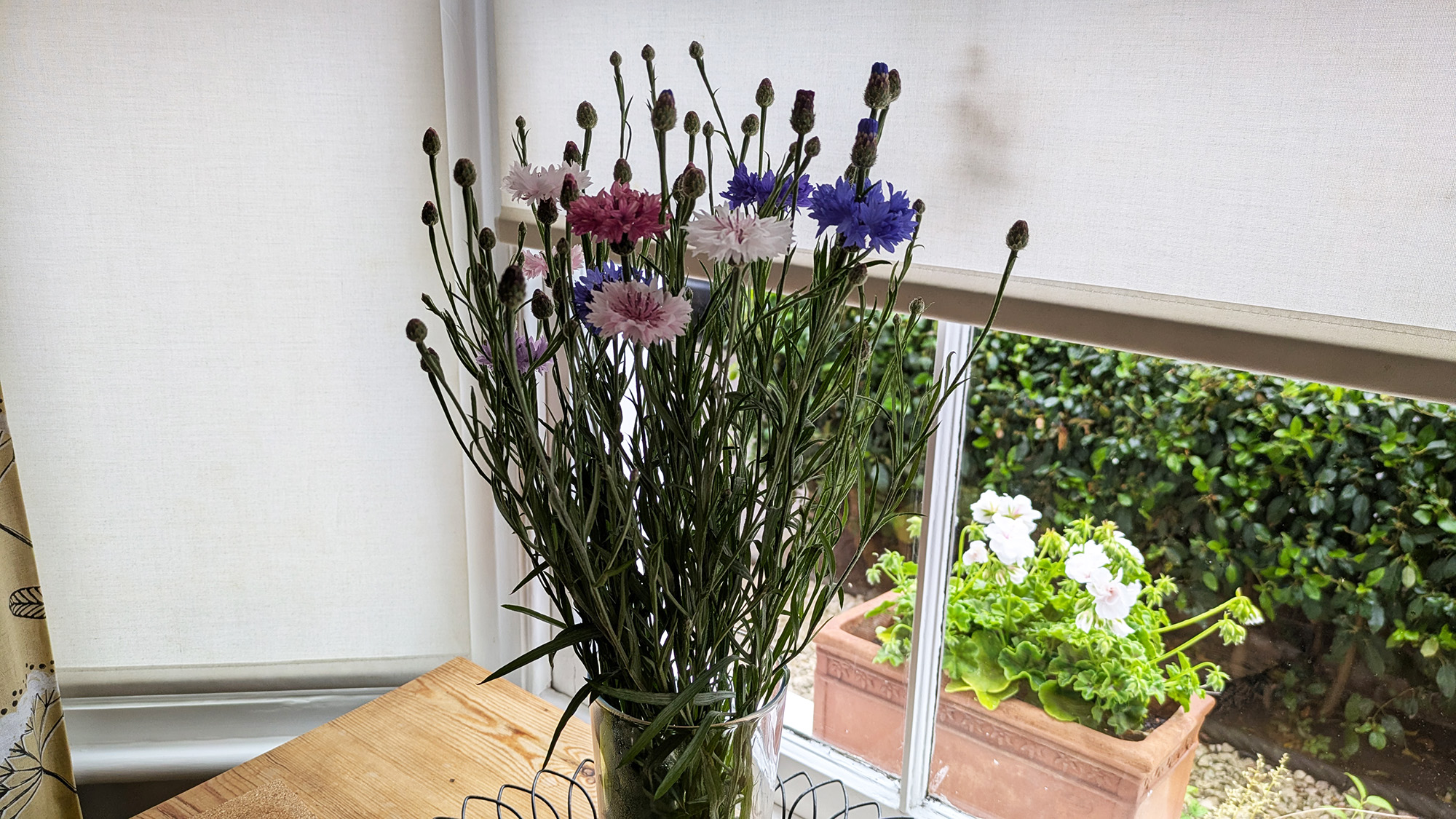 Bleuets dans un vase