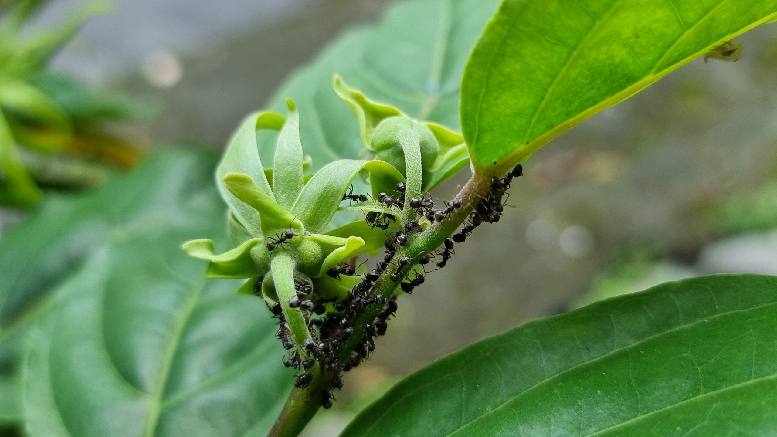 Arrêtez d'introduire des fourmis chez vous : la simple erreur que j'ai commise avec mes fleurs coupées image-36663