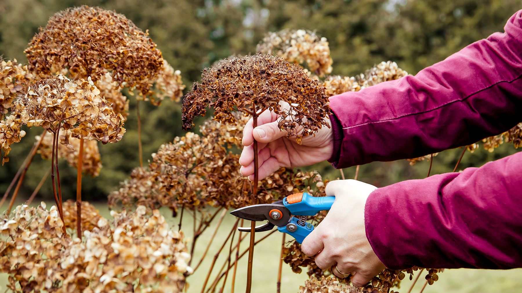 Empêchez vos fleurs d'hortensia de brunir trop tôt grâce à ces 3 conseils image-36762