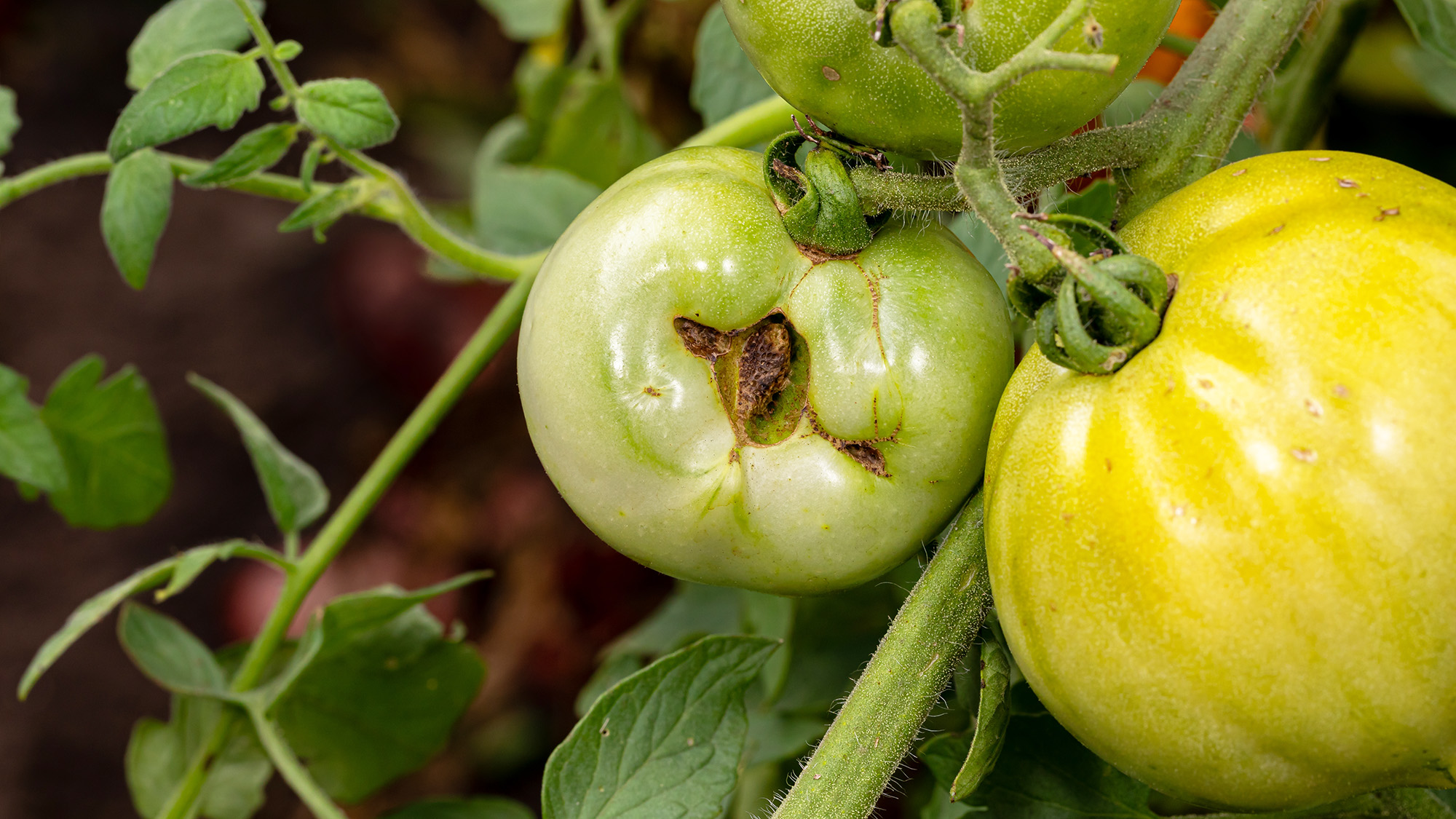 Tomate verte avec catfacing