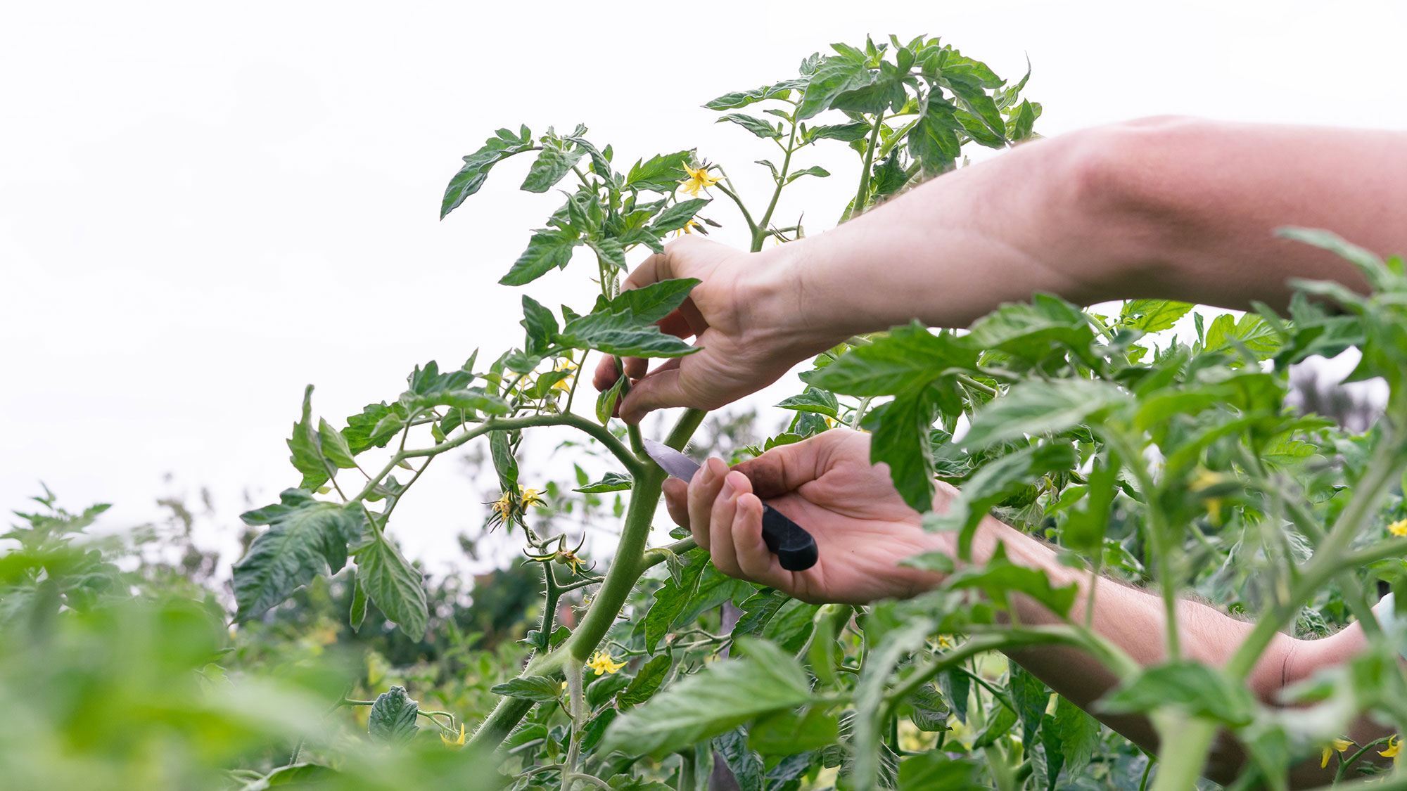 Homme taillant un plant de tomate par le haut