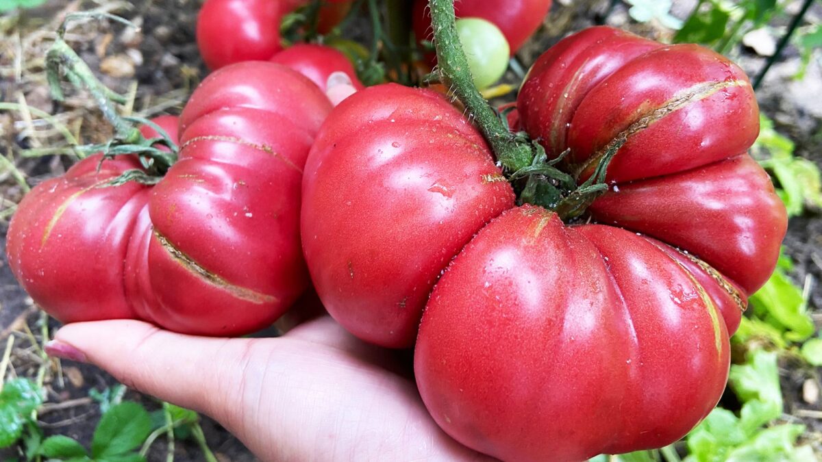 Pourquoi vos tomates ont l'air d'avoir une « tête de chat » – et comment obtenir des fruits plus lisses image-36776