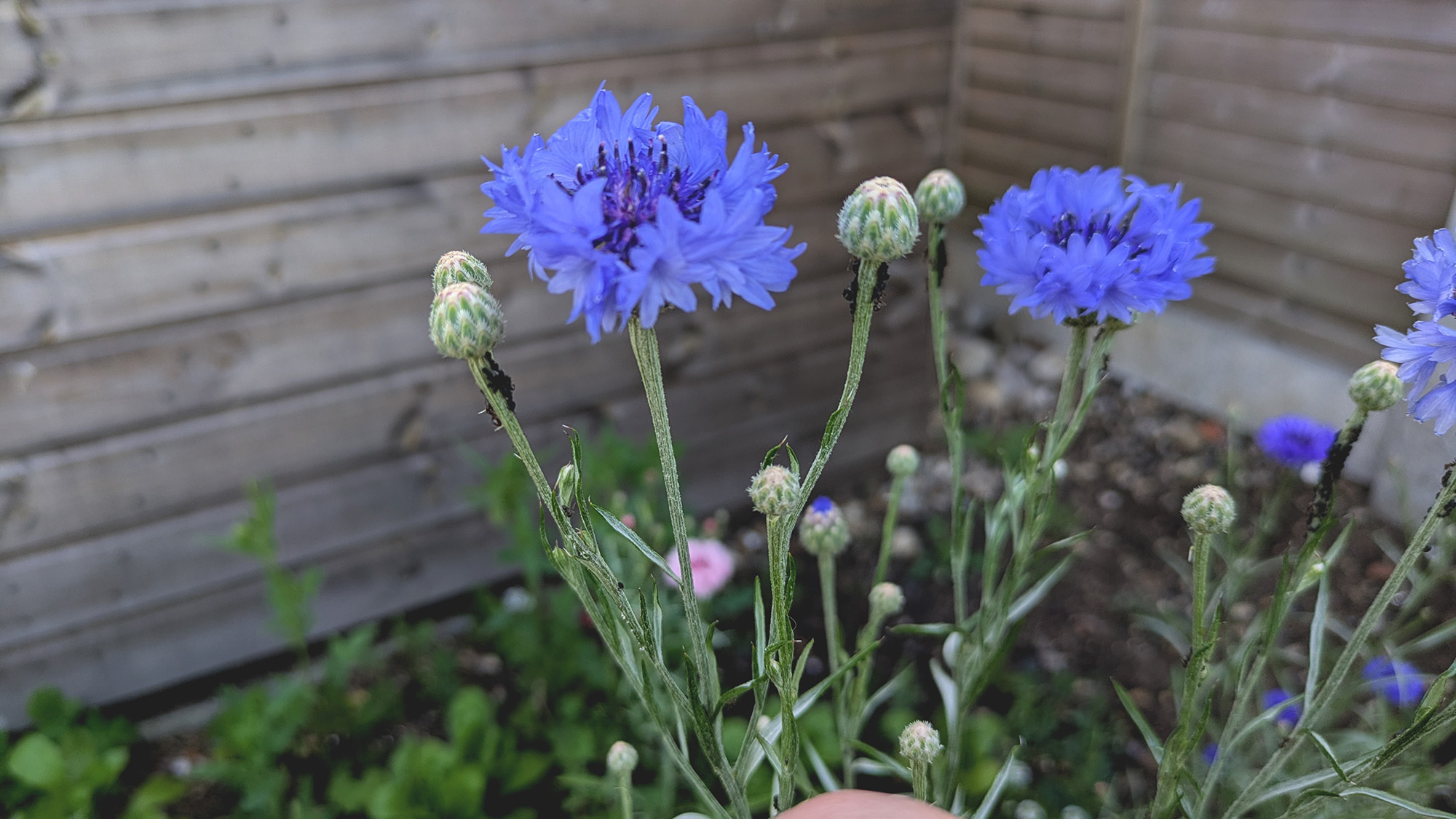 Fourmis sur tiges de bleuet