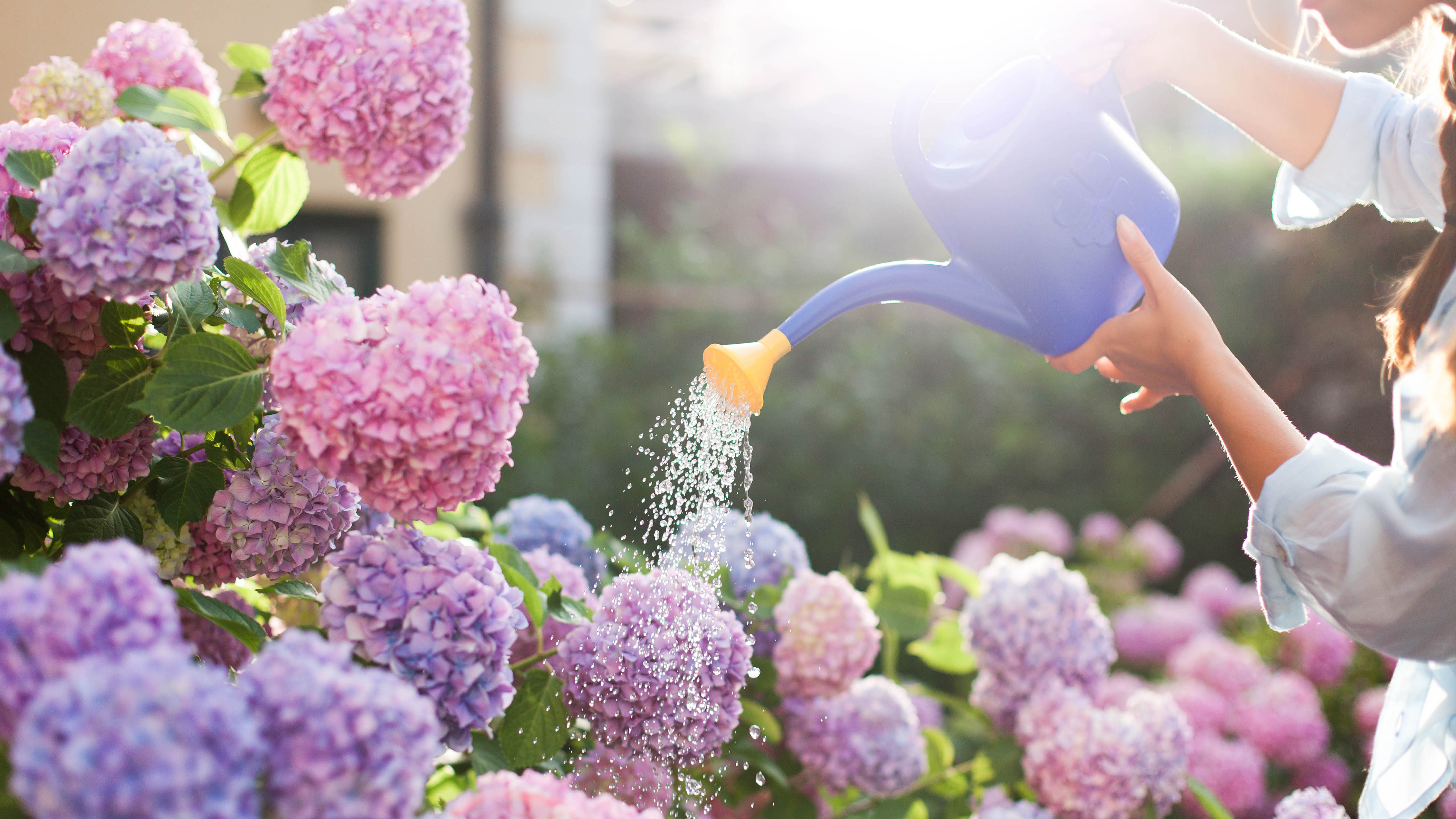 Quelqu'un arrosant des hortensias