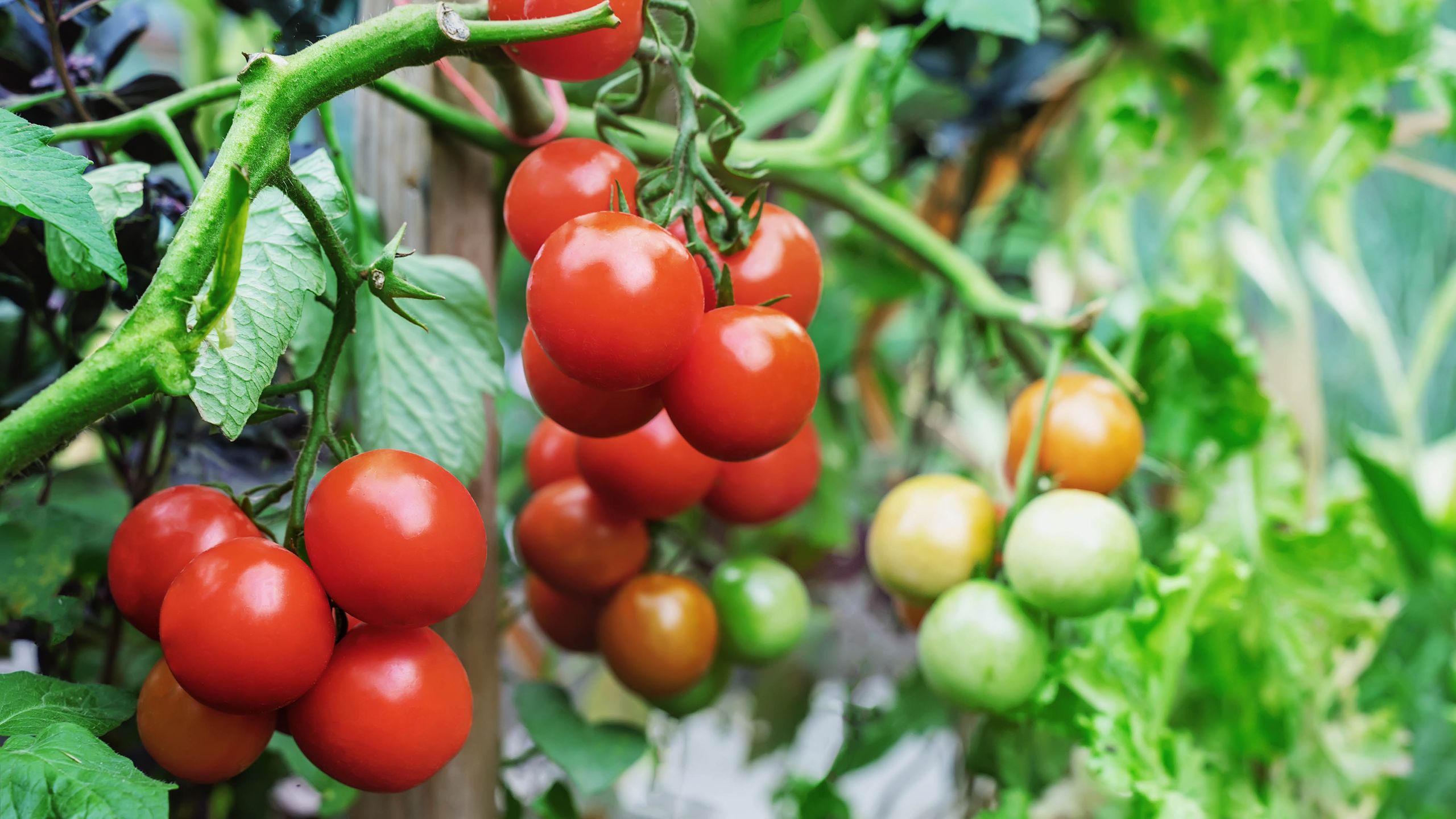 Pourquoi cette plante compagne fera pousser mes tomates mieux et plus juteuses – et ce n'est pas du basilic image-36936