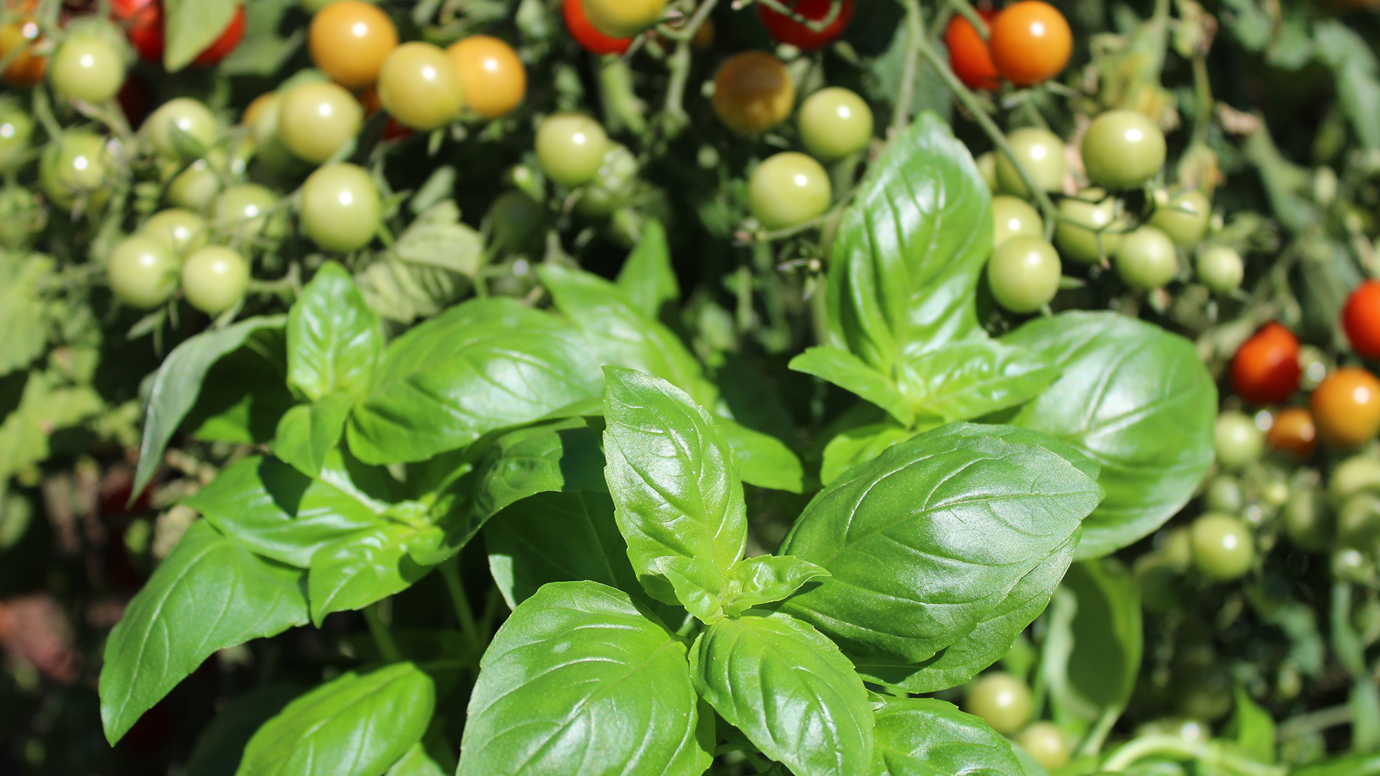 Tomates et basilic