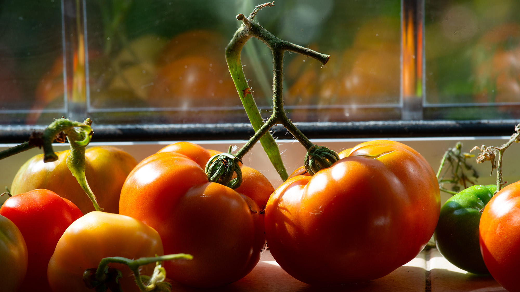 Tomates mûrissant sur le rebord de la fenêtre