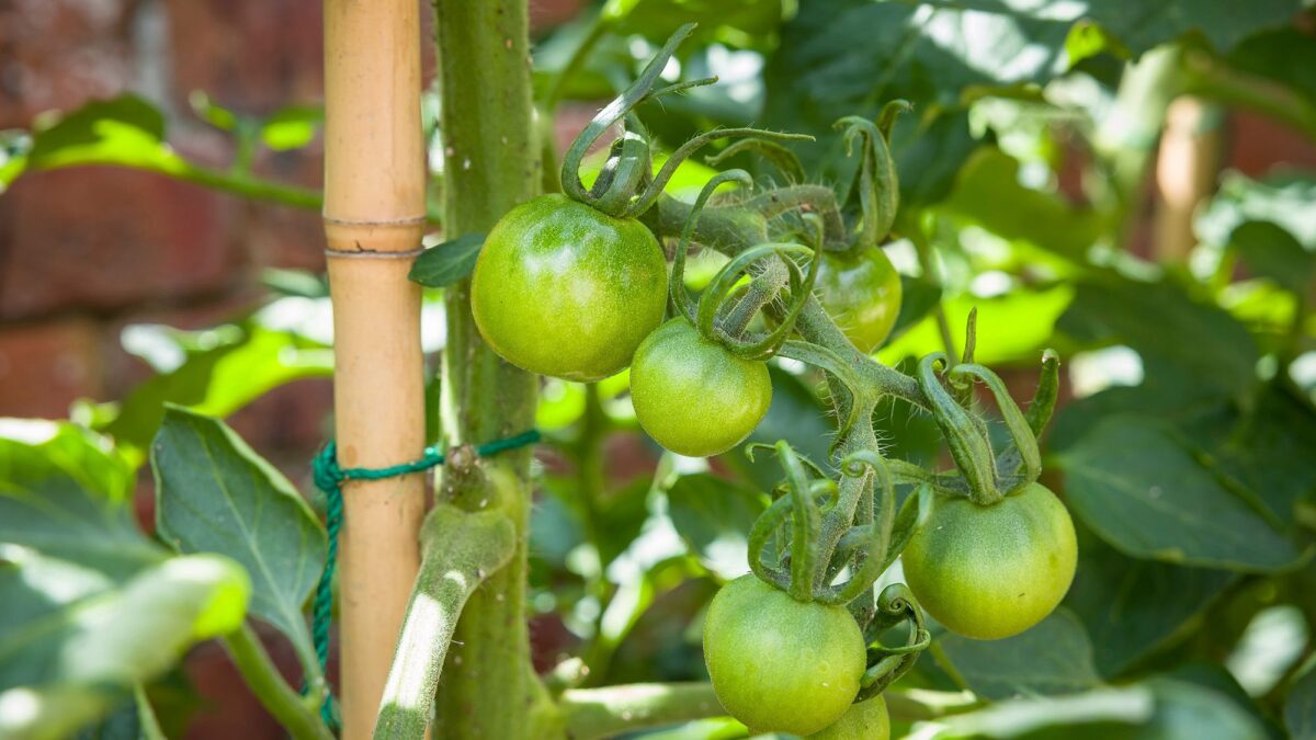 Pourquoi vos tomates ne rougiront pas sous l’effet de la chaleur – et quand les cueillir image-37217