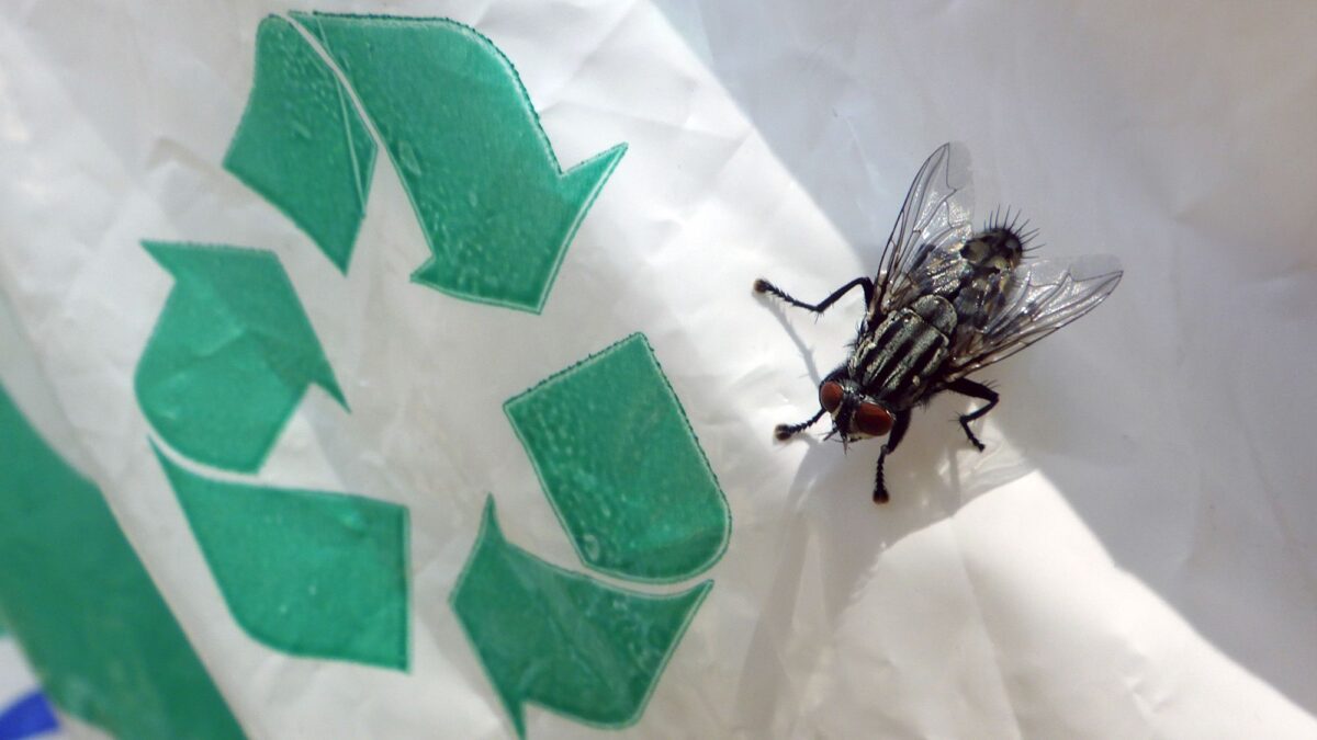 Dites adieu aux mouches des déchets de cuisine – le seul aliment de base de la cuisine qui les arrête dans leur élan image-37236