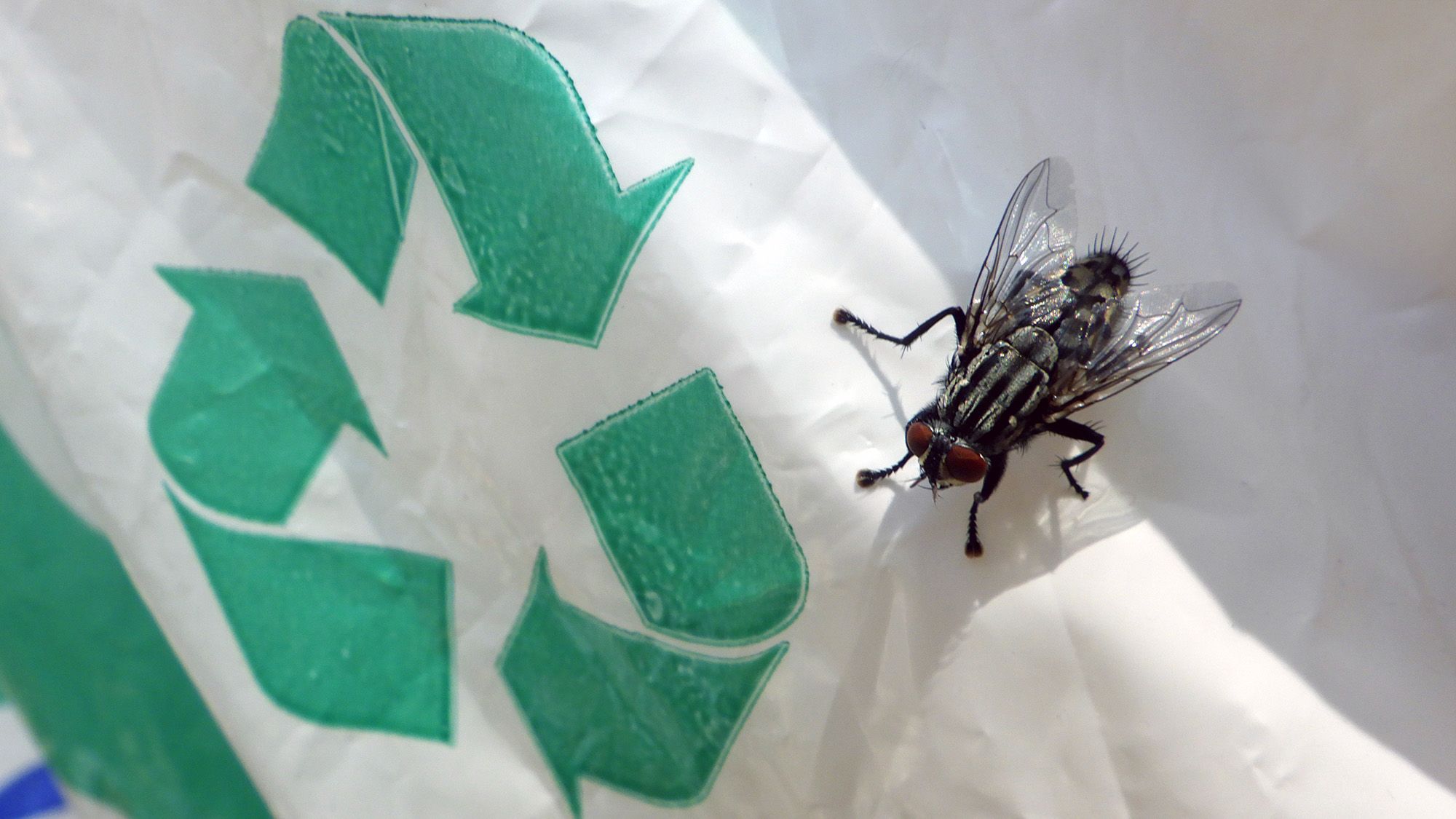 Dites adieu aux mouches des déchets de cuisine – le seul aliment de base de la cuisine qui les arrête dans leur élan image-37236