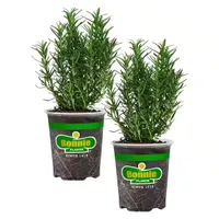 Bonnie Plants Romarin, paquet de 2 Bonnie Plants Romarin, paquet de 2