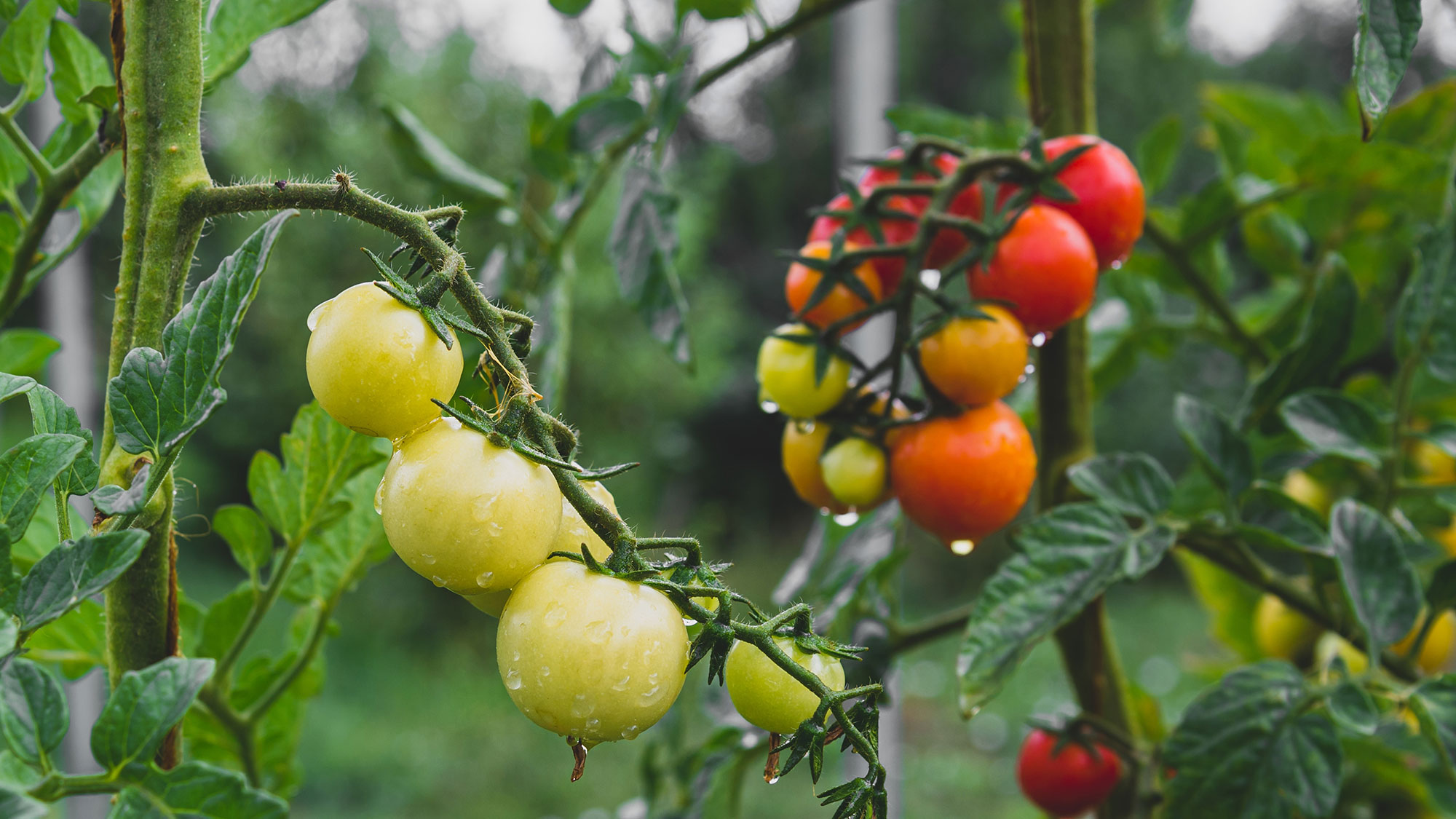 Tomates sur vigne par temps humide