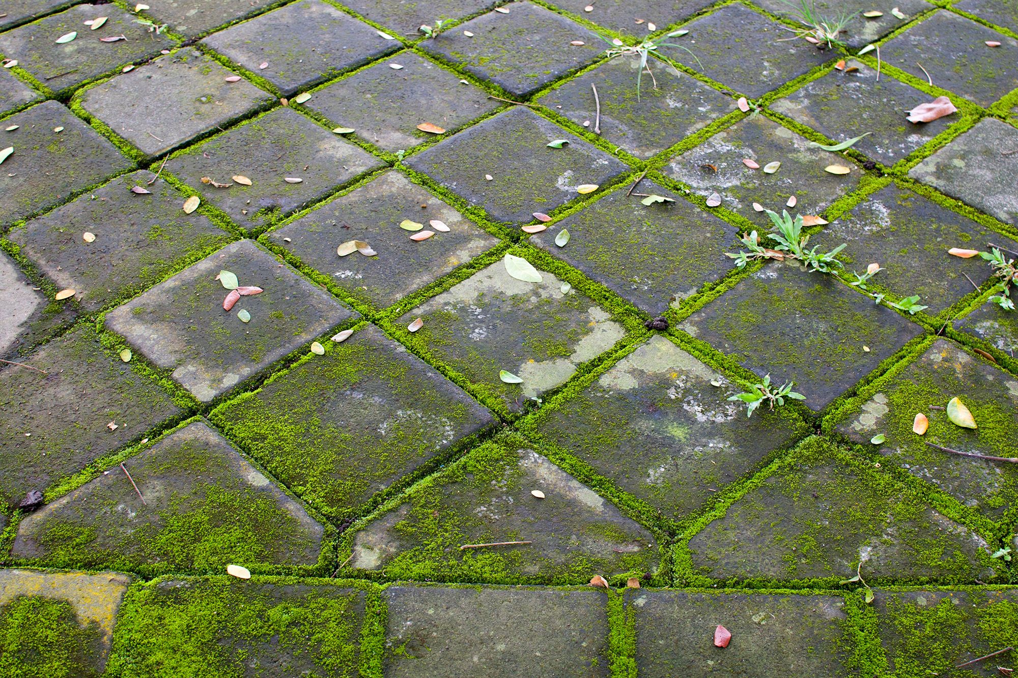 Oubliez le vinaigre – je viens de trouver une nouvelle solution de nettoyage pour éliminer la mousse sur ma terrasse en béton en quelques minutes image-37634