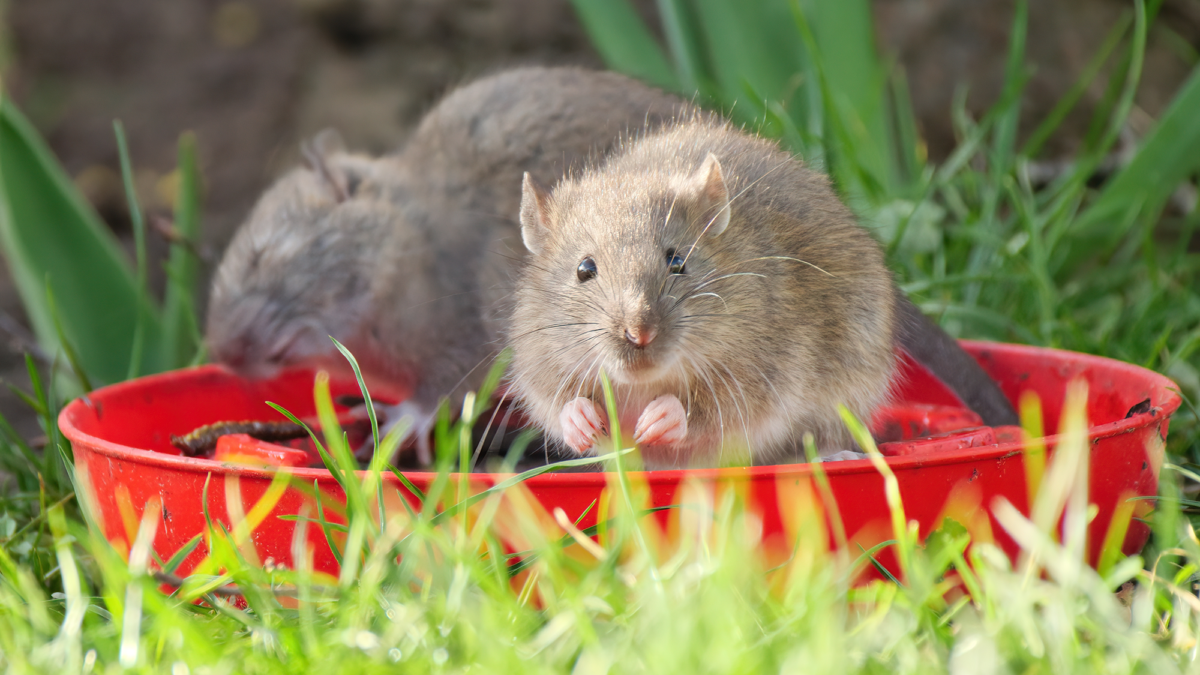 Les propriétaires sont invités à nettoyer cette chose dans leur cour pour empêcher les rats cet automne image-37866