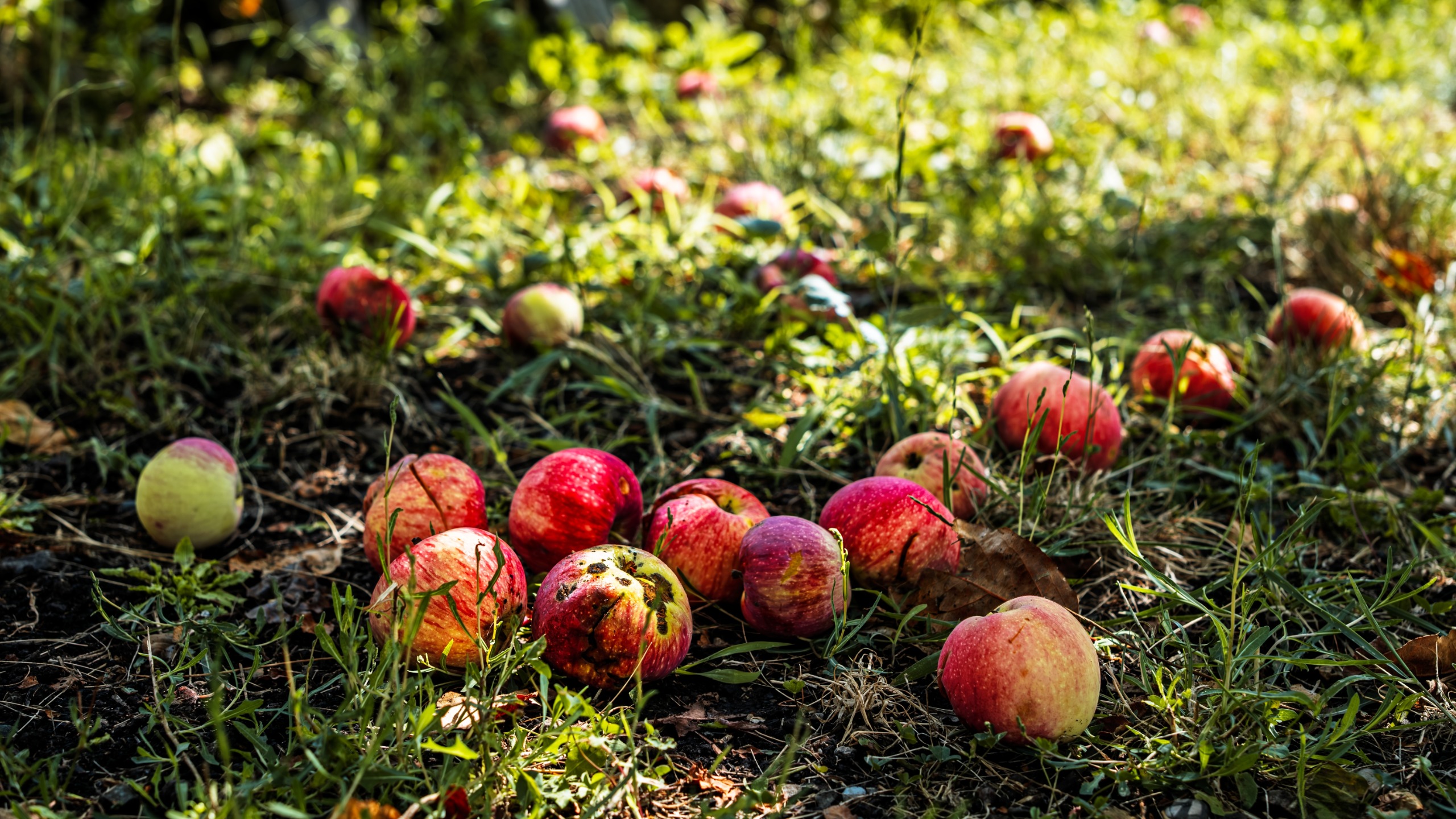 Pommes au sol